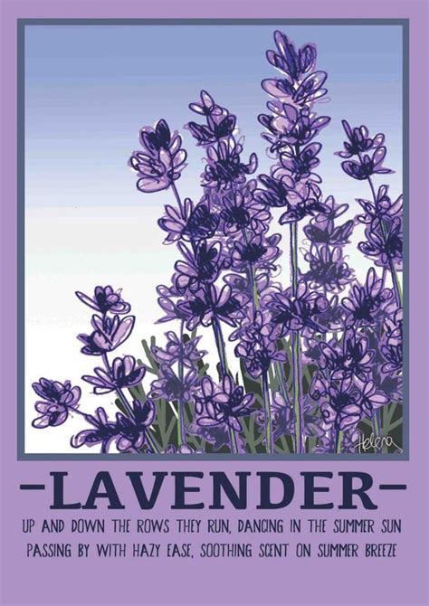 full Lavender